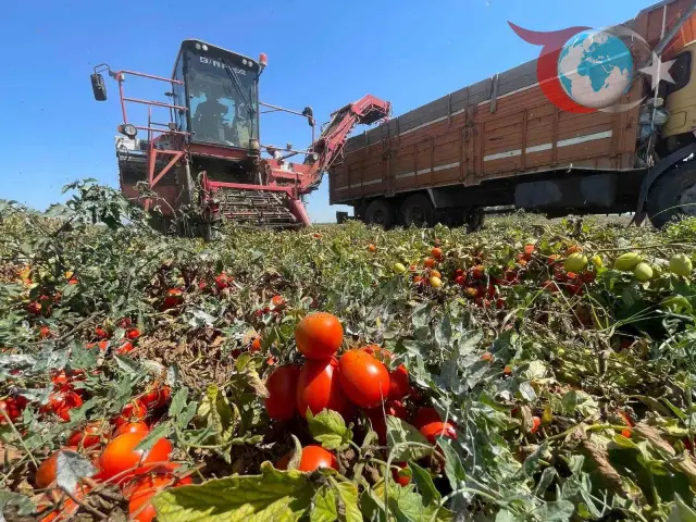 Bursa Karacabey Ovası'nda Çiftçinin Zor Yılı: Kuraklık ve Ürün Fazlası Kâbusu