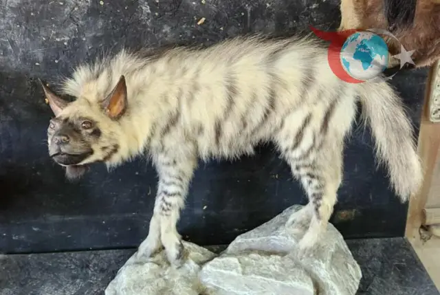 Doğal Sırtlan Müzesi Kızılin Köyü'nde Açılıyor