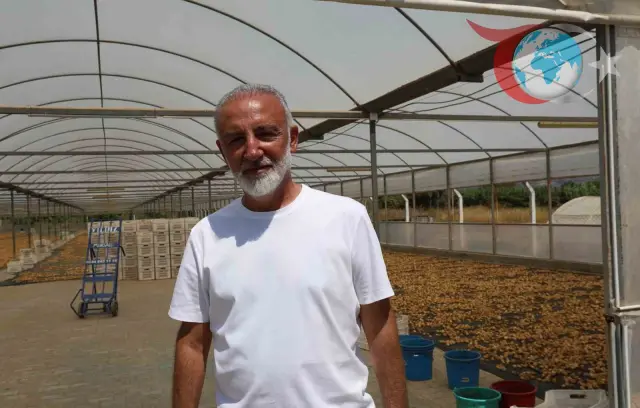 Aydın'da İncir Üreticileri Birliği Kuruluyor: Üreticiler Sesini Yükseltiyor
