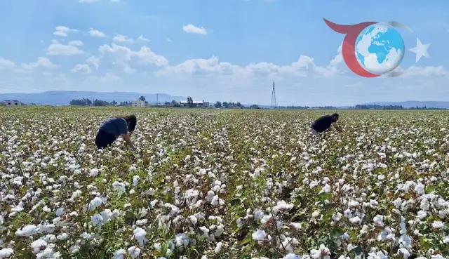 Hatay'da Sertifikalı Tohumluk Üretiminde Kalite Kontrolü