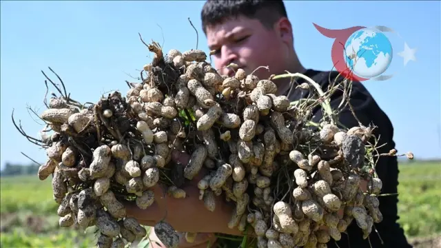 Osmaniye'de Yer Fıstığı Hasadı Verim Beklentisiyle Başladı