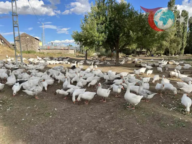 Kars Kaz Eti Üretimi: Kış Hazırlıkları ve Yükselen Fiyatlar