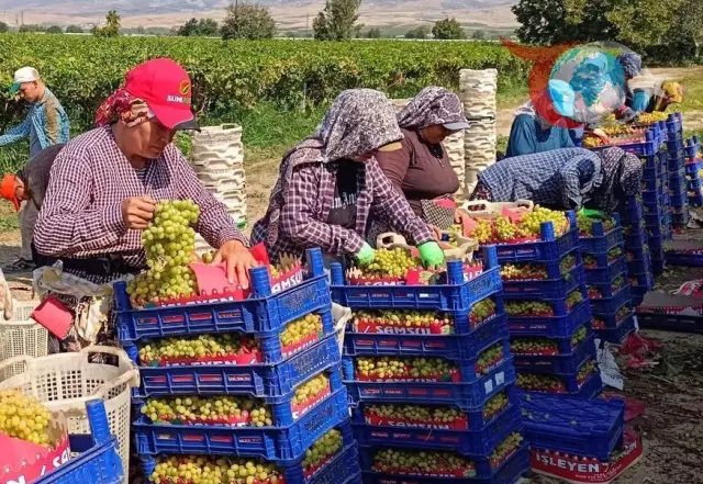 Manisa Sarıgöl'de Üzüm Hasadının Yoğun Mesaisi Devam Ediyor