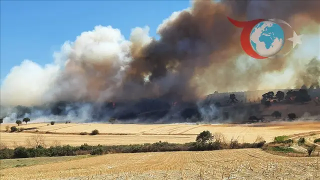Zeytinlik Yangını Ormana Sıçradı: Ekipler Seferber Oldu