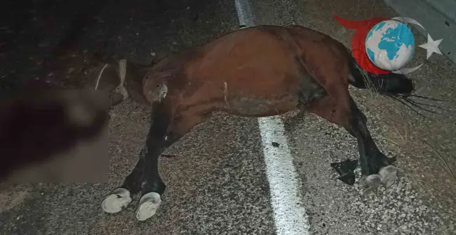 Adıyaman'da Karayoluna Aniden Çıkan At Kazaya Neden Oldu