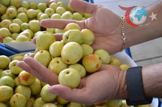 Manisa'nın Hünnap Hasadı Başladı: 60 Bin Fidanla Üretim Artıyor