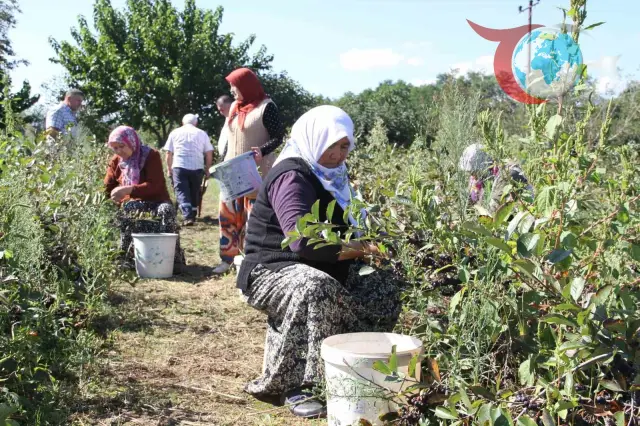 Aronya Üreticileri Pazar Sorunu ile Karşı Karşıya