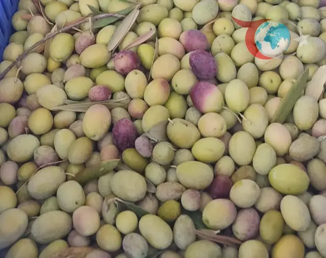 Zeytin Üreticilerine Kritik Uyarı: Zeytin Sineği Tehdidine Karşı Acil Eylem Planı