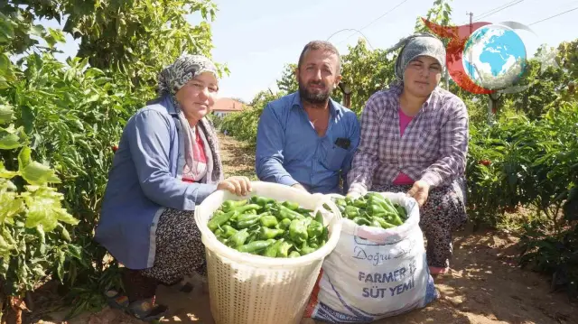 Manisa'nın Tarihi Emcelli Biberleri Yok Olma Tehlikesiyle Karşı Karşıya
