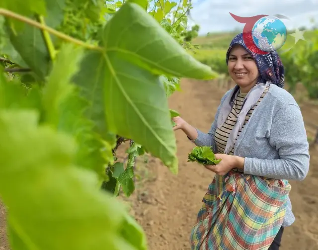Sarıgöl'de Üzüm Bağlarında Yaprak Toplama Sezonu Başladı
