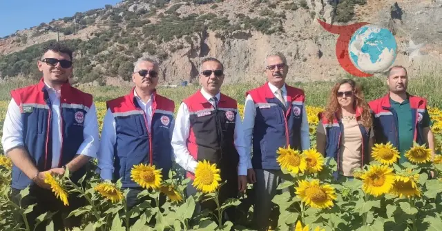 Aydın'da Ayçiçeği Üretimi Patlama Yapıyor: Söke İlçesi Zirvede