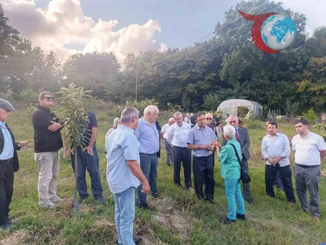 Sinop'ta Kestane Balının Geleceği Konuşuldu: Stratejik Değer ve Sorunlar
