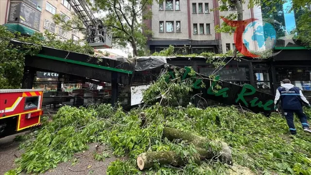 Kocaeli'de Şiddetli Rüzgarın Etkisi: Çınar Ağacı Devrildi!