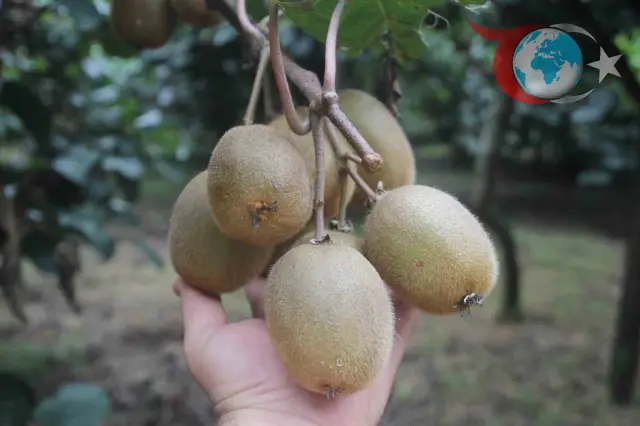 Ordu Kivisinde Yüzde 50 Rekolte Kaybı Bekleniyor