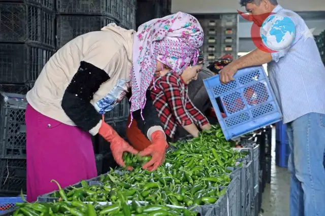 Antalya Hallerinde Eylül Ayı İşlem Endeksleri Açıklandı: Meyve Fiyatları Yükselişte