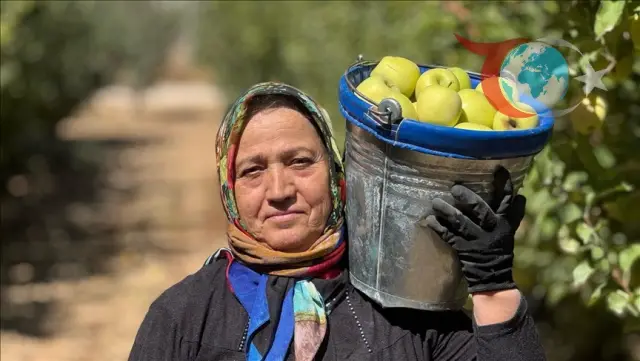 Isparta'da Elma Hasadı: Bereketli Toprakların Tatlı Kazancı