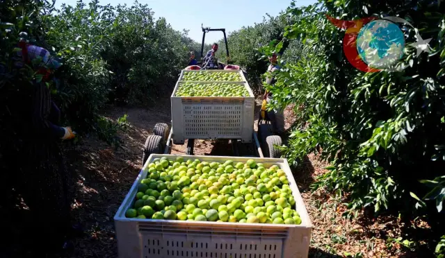 Adana'da Mandalina Bereketi: Yüksek Verim Üreticinin Yüzünü Güldürdü