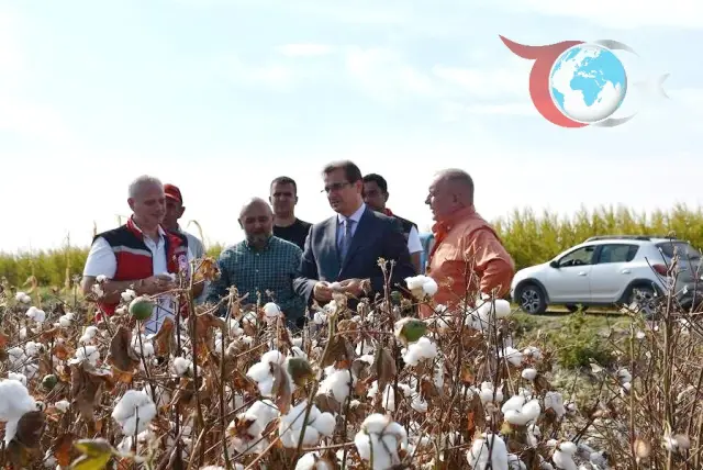 Salihli Ovası'nda "Beyaz Altın" Hasadı Başladı: Pamuk Üretimi Yükselişte