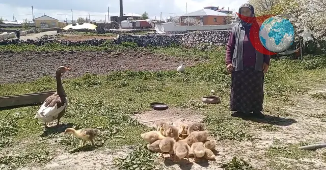 Kars Kazları Altın Değerinde