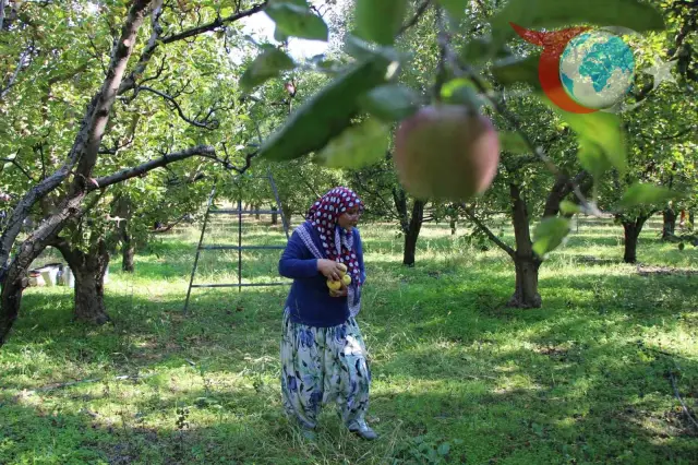 Misket Elmanın Yüzü Gülmedi: Amasya’da Meyve Eksikliği