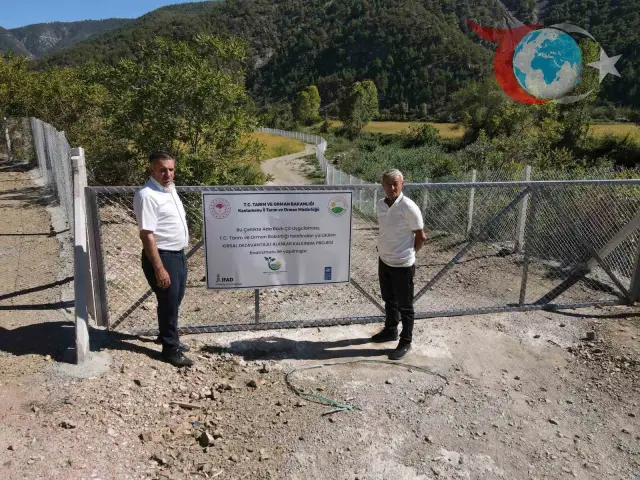 Domuzların İstilası Sona Erdi, Tosya’da Çeltik Hasadı Başladı