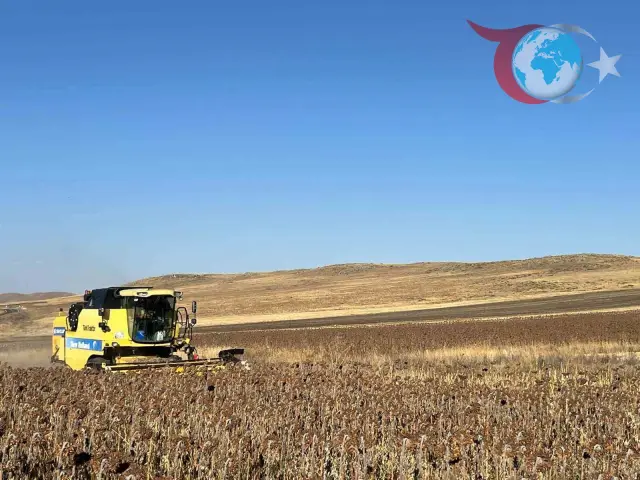 Kars’ta Ayçiçeği Verimliliği Çiftçilerin Yüzünü Güldürdü