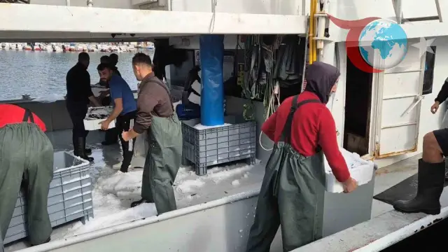 Marmara Denizi’nde Balık Bolluğu: Süleymanpaşa Limanı’nda İstavrit Bereketi