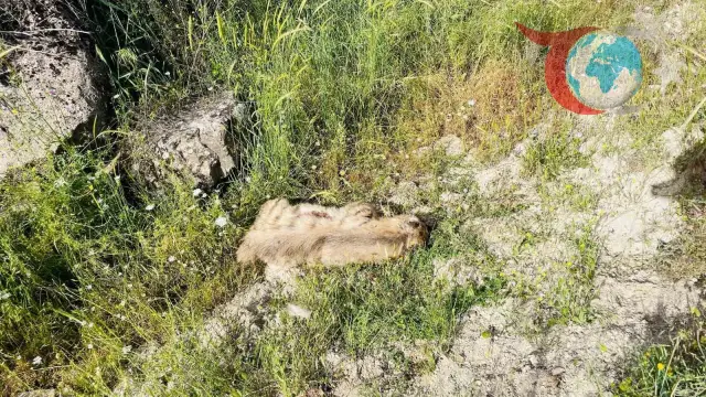 Otomobil Çizgili Sırtlana Çarptı: Nesli Tehlikede Olan Tür Telef Oldu