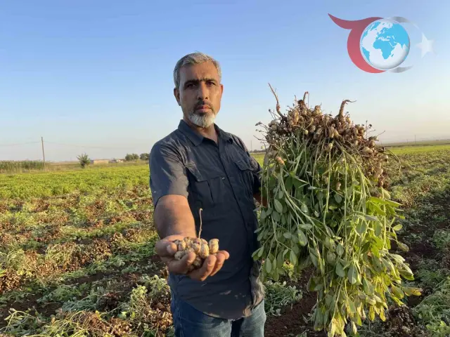 Şanlıurfa'da Yer Fıstığı Üretimi Pamuk Yerine Geçiyor