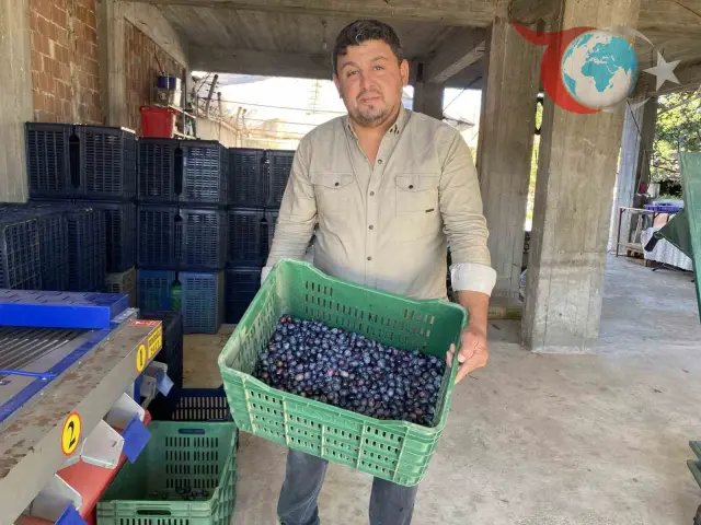 2025 Yılı Alaşehir Zeytin Hasadı: Kalite Yüksek, Fiyatlar Üreticiyi Memnun Ediyor
