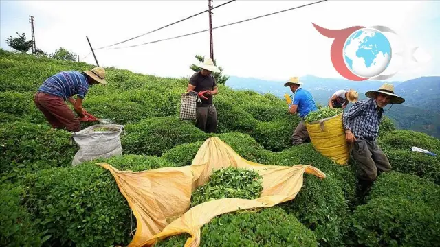 Türk Çayı İhracatında Yüzde 24 Artış: Hedef Yeni Pazarlar