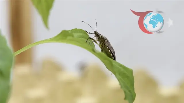 Kahverengi Kokarcaya Karşı Etkin Mücadelede Son Aşama