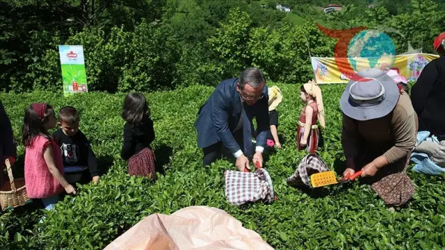 Artvin'de Geleneksel Çay Hasadı Etkinliği Düzenlendi