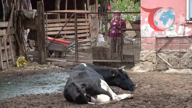 Uludağ Üniversitesi'nden Şap Hastalığı Uyarısı: Yeni Varyantlarla Karşı Karşıyayız