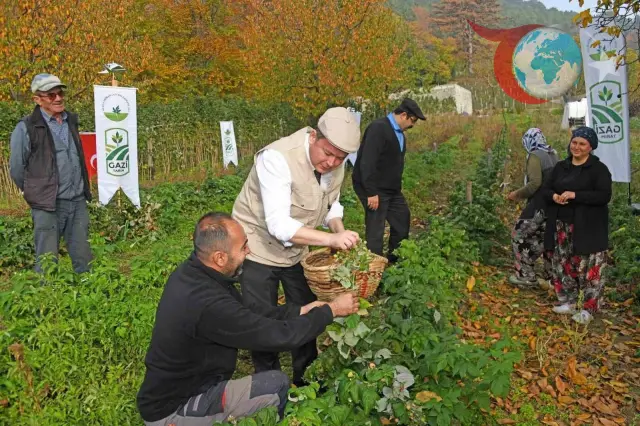 Osmangazi'de Organik Ahududu Hasadı: Doğa ve İnsan İş Birliği