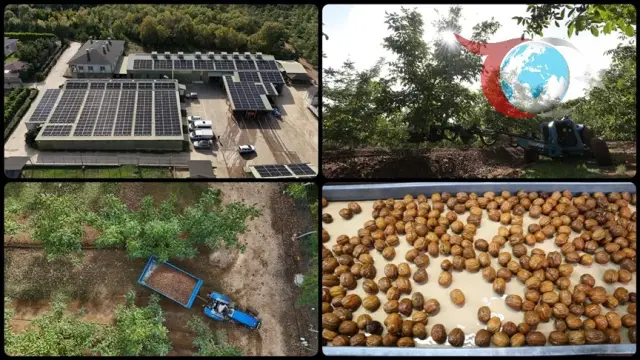 Yenilenebilir Enerjiyle Ceviz Üretiminde Devrim: Kırklareli'nde Örnek Proje