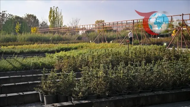 Yeşil Vatan İçin Seferberlik: 81 İlde Fidan Sahiplenme Yarışı