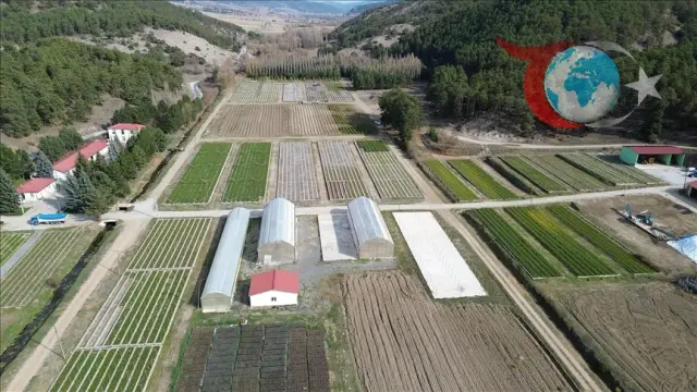 Yeşil Vatan İçin Fidan Seferberliği: Yozgat'ın Üretim Merkezi