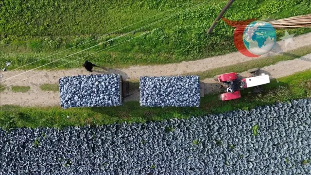 Bafra Ovası'nda Kırmızı Lahana Hasadı ve Piyasa Durumu