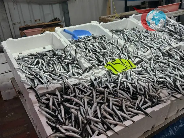 Hamsi Fiyatlarındaki Belirsizlik: Zonguldak'ta Balık Azaldıkça Fiyatlar Yükseliyor