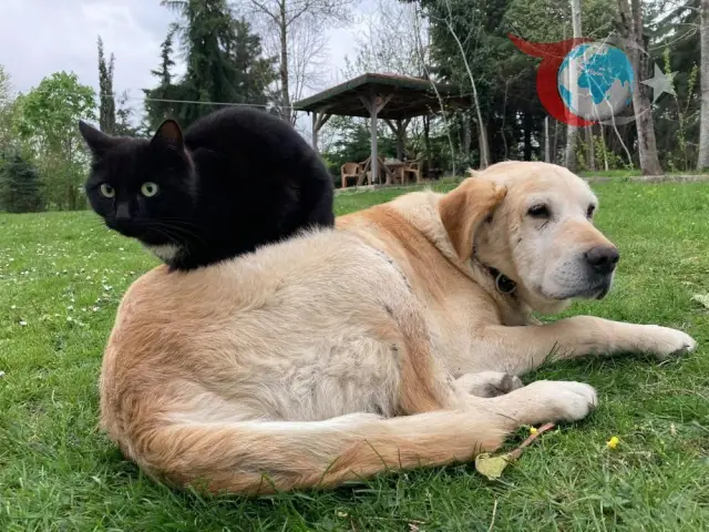 Düzce'den Dünya Çapında Kedi ve Köpek Maması İhracat Rekoru