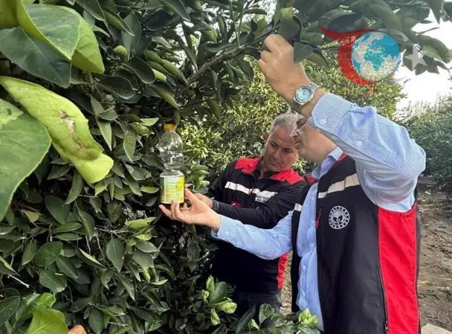 Adana'nın Narenciye Hasadında Akdeniz Meyve Sineği ile Etkili Mücadele