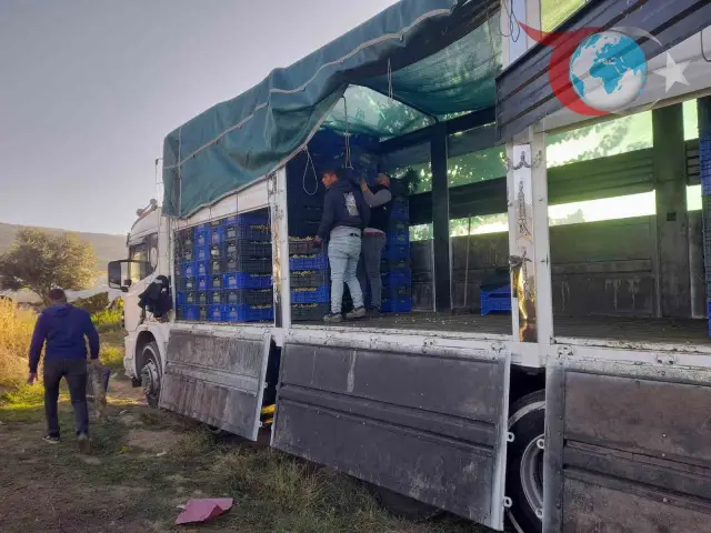 Manisa Sarıgöl'de Üzüm Hasadı Tüm Hızıyla Devam Ediyor