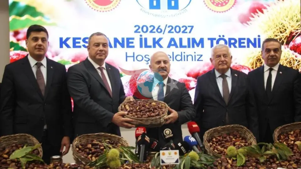 Aydın'da kestane sezonu açıldı: İlk ürün kilogramı 600 TL'den işlem gördü