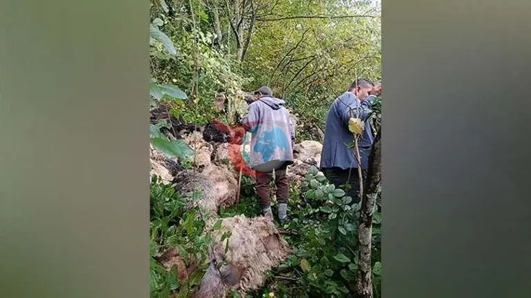 Trabzon Maçka'da ayı saldırısı: 184 koyun uçurumdan düşerek telef oldu