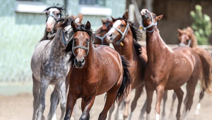 60 Baş Safkan Arap Koşu Tayının Satış İhalesi