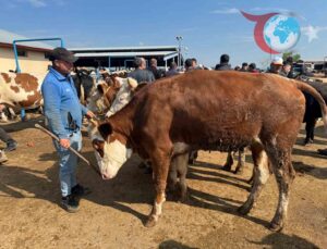 Afyonkarahisar’da Kurban Bayramı Öncesi Canlı Hayvan Pazarları Hareketlendi