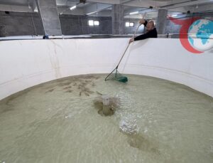 Almanya’da Çalışan Türk Girişimci Hatay’da Sazan Yetiştiriciliği İle İstihdam Sağlıyor