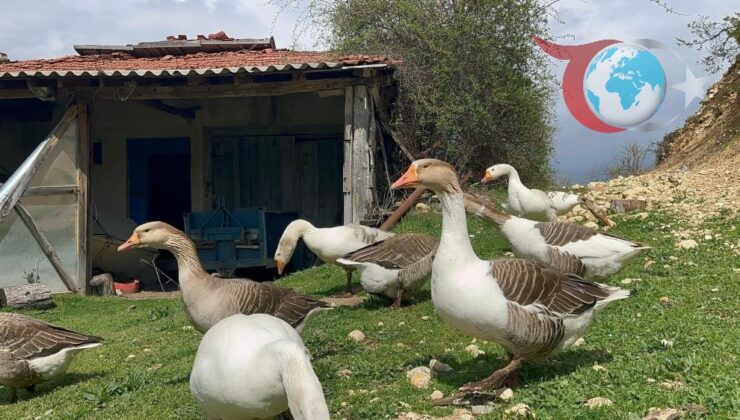 Almanya’dan Kars’a Dönen Ufuk Güner Kaz Tüyü İşinde Büyüyor