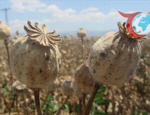 Ankara’da Haşhaş Kapsülü ve Tohumu Alımı ve Satımında Değişiklik